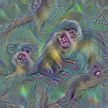 n02492035 capuchin, ringtail, Cebus capucinus